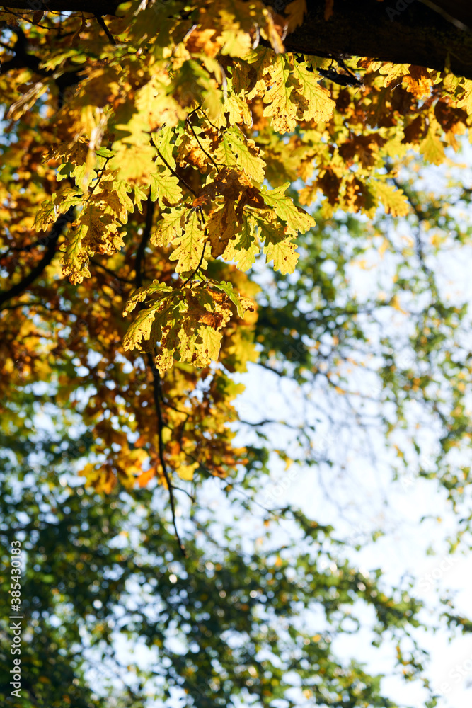 Colorful autumn leaves and branches against the blue sky and sun. Season, nature, autumn card, thanksgiving, fall background concept.Copy space, selective focus.. Colorful autumn leaves and branches against the blue sky and sun. Season, nature, autumn card, thanksgiving, fall background concept.Copy space, selective focus..