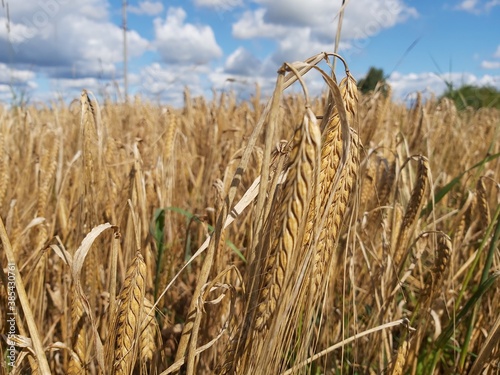 field of wheat