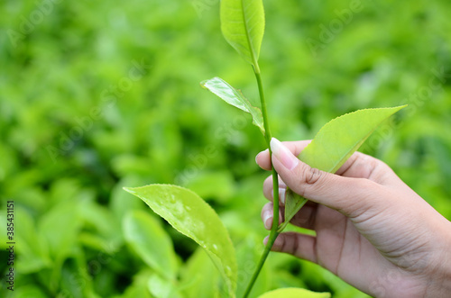 picking tea leaves in a tea plantation