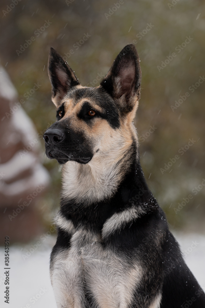 east European shepherd dog sitting portrait winter on forest background