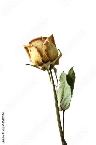 dried yellow rose flower isolated on white background