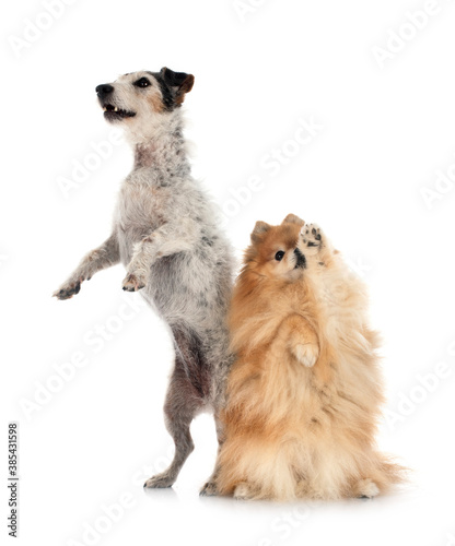 old jack russel terrier and spitz