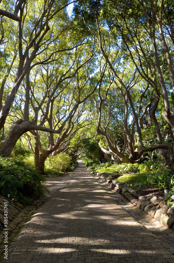 Beautiful alley in Kirstenbosch botanical gardens, Cape Town, South Africa
Beautiful alley in Kirstenbosch botanical gardens, Cape Town, South Africa
