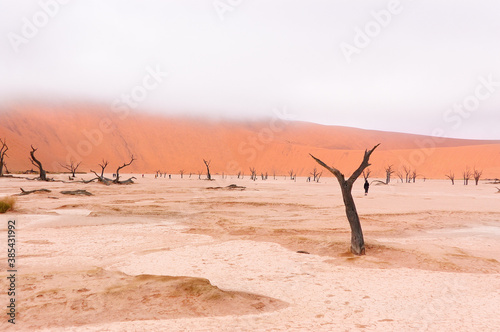 Trees and landscape of Dead Vlei desert, Namibia, South Africa 