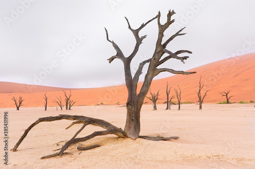Trees and landscape of Dead Vlei desert  Namibia  South Africa 