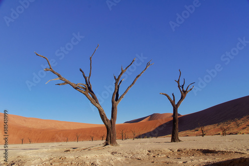 Trees and landscape of Dead Vlei desert, Namibia, South Africa 
