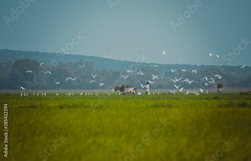 cow ploughing the field