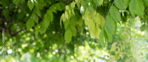 Frühlingshafter Blätterhintergrund - Konzept Park, Garten im Frühling, Sommer- Banner oder Hintergrund photo