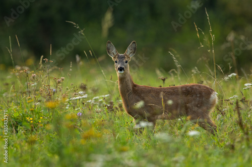 Roe deer cub standing in the high grass in autumn colored grass. Capreolus capreolus, wildlife, Slovakia.