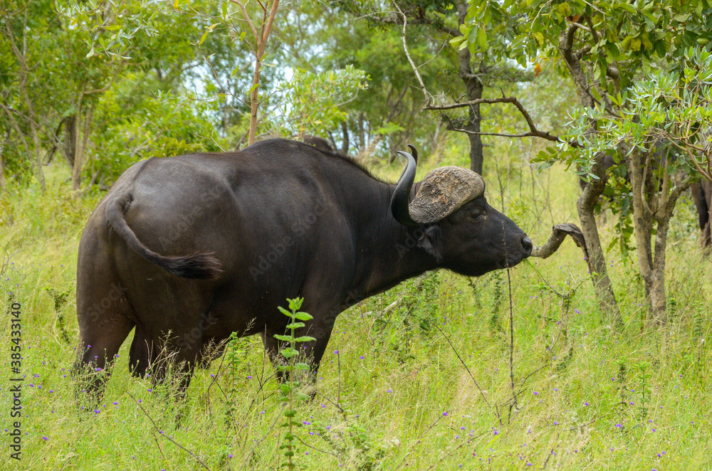 Fototapeta premium Buffalo in Kruger national park, animals of South Africa 