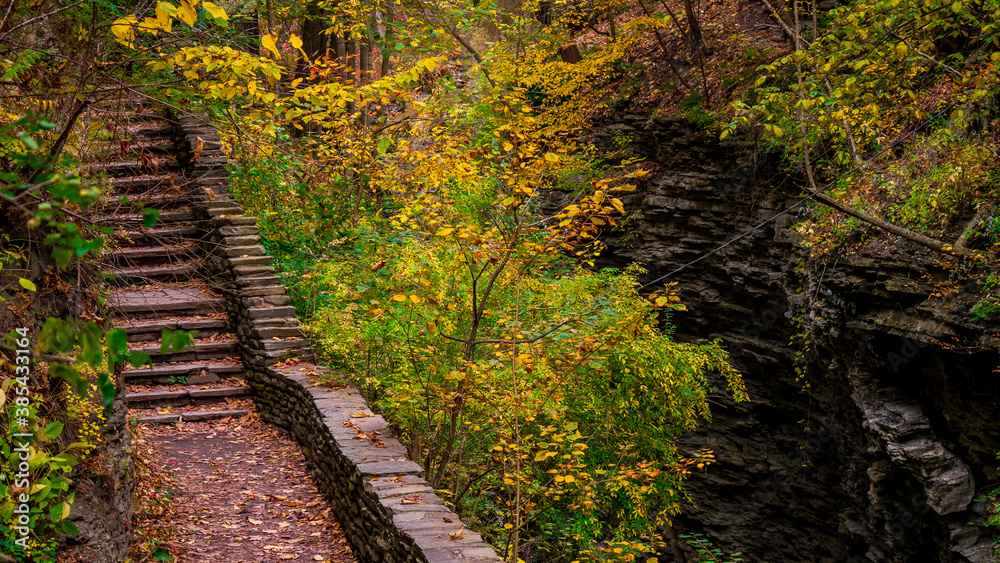 Obraz premium steps in the forest