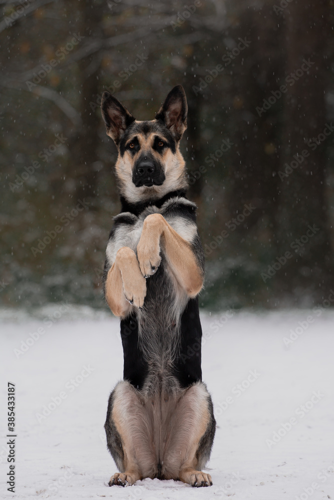 Naklejka premium east european shepherd dog trick side up winter forest 