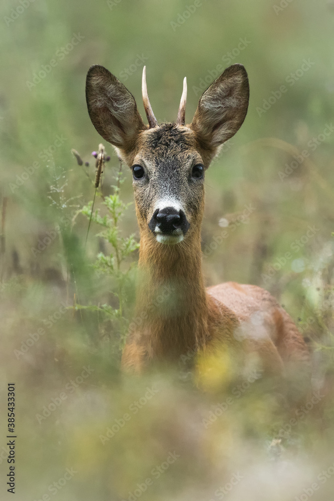 Roe deer buck in high wet grass. Portrait of young roe deer with small antlers looking to the camera. Capreolus capreolus, widlife, Slovakia.