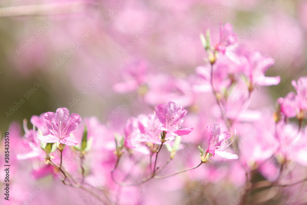 ミツバツツジの花