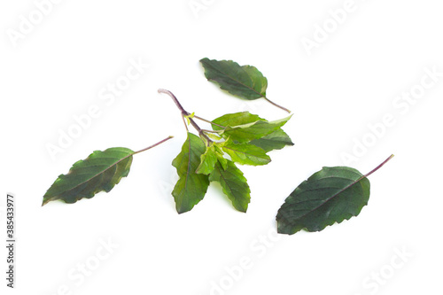 Ocimum tenuiflorum leaves on white background.