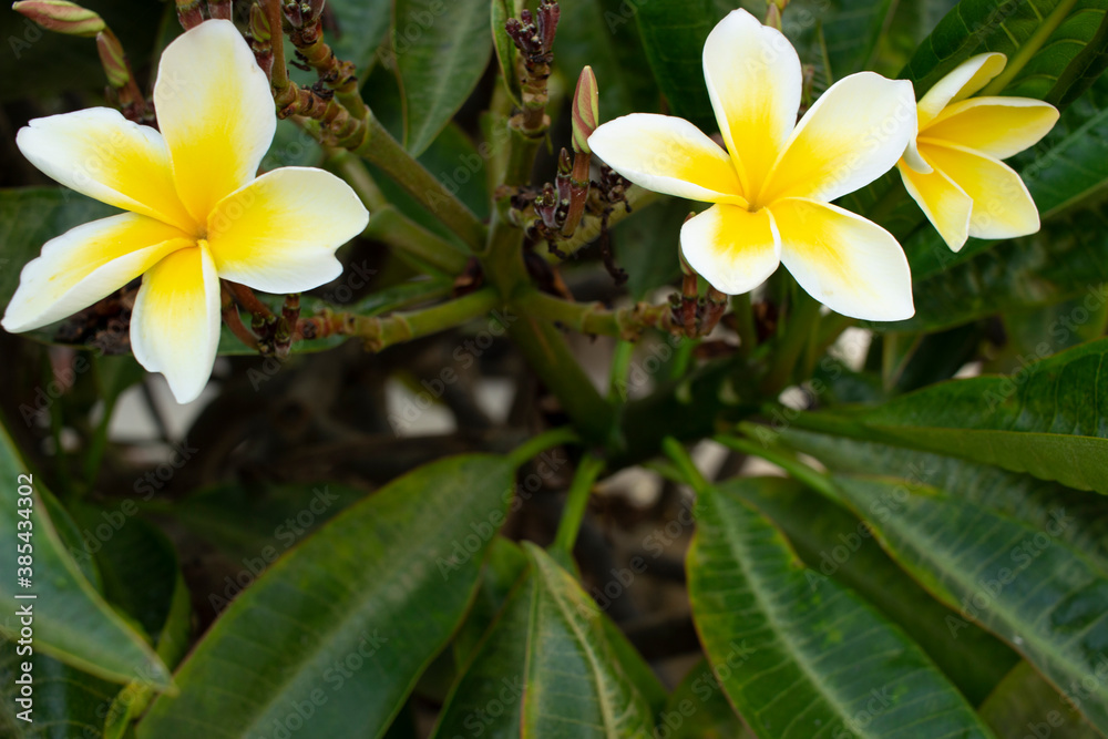 Yellow tropical flowers