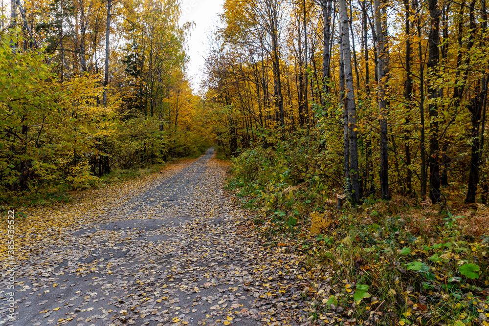 Autumn landscape, forest in autumn, yellow leaves. Beautiful background or screen saver on the phone and computer