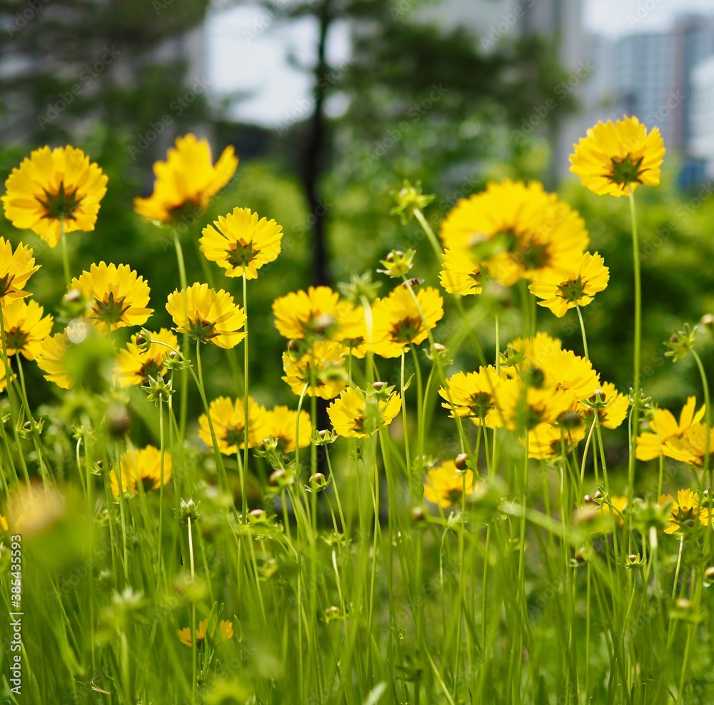 Fototapeta premium 가을 코스모스 꽃 풍경 