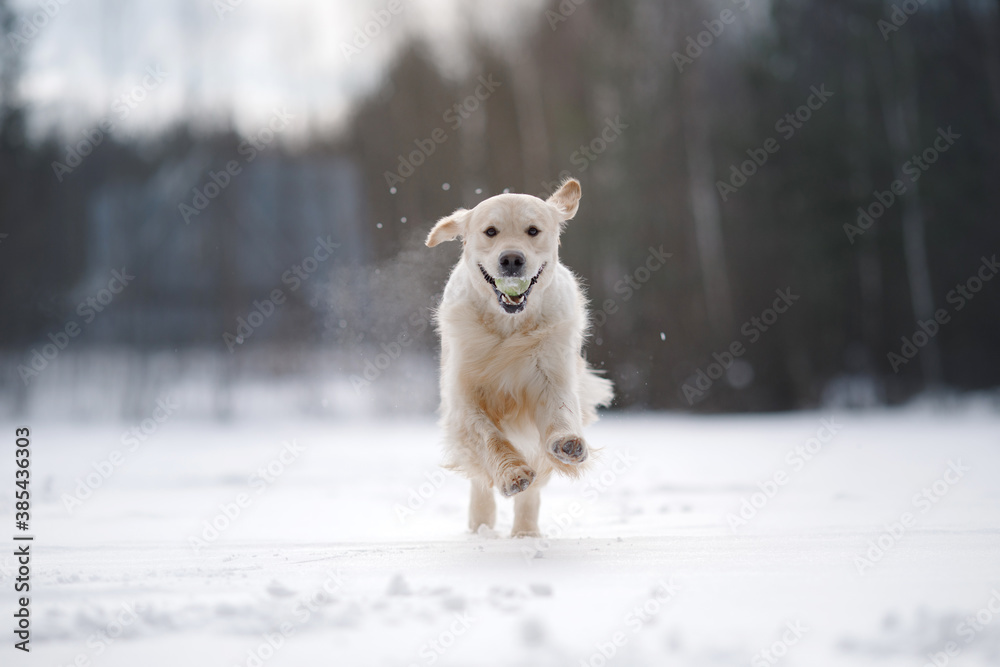 dog in the winter in the snow. Golden retriever plays in nature, outdoors