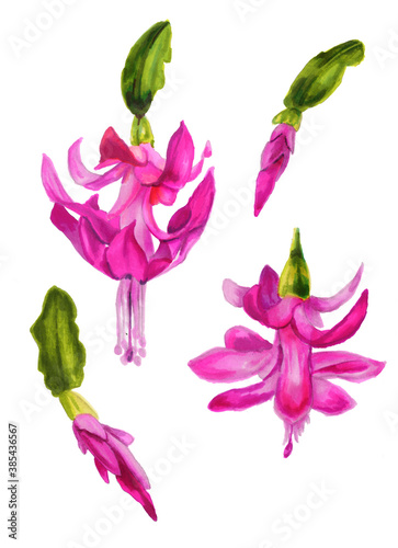 Watercolor illustration of a Christmas cactus. Hand drawn drawing with flowers of pink Schlumbergera on white background. Zigokaktus. Brazilian Christmas. Schlumbergera flower and Bud Set. Decembrists photo