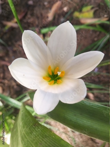 Fototapeta Naklejka Na Ścianę i Meble -  white lily flower in the garden