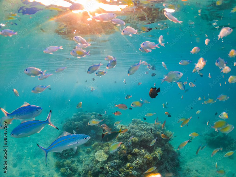 Fototapeta premium Wonderful and beautiful underwater world with corals and tropical fish. Red sea, Egypt