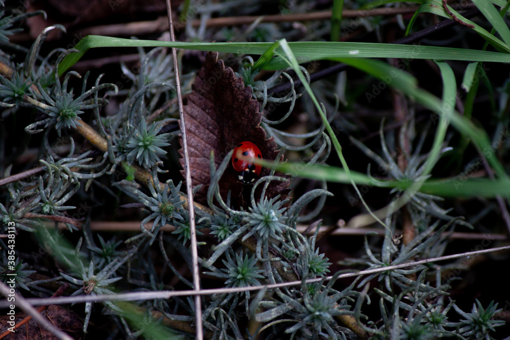 ladybug on a leaf ladybug on a leaf