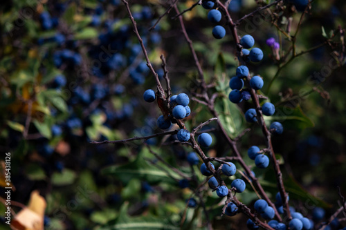 berries on a tree