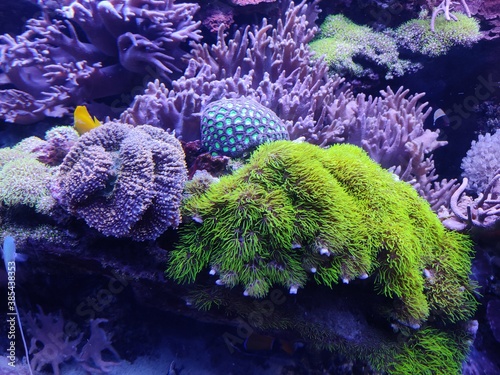 Fototapeta Naklejka Na Ścianę i Meble -  coral reef and coral
