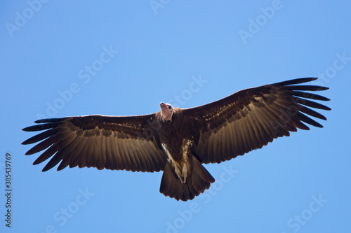 Hooded Vulture  Necrosyrtes monachus   in flight  Gambia.