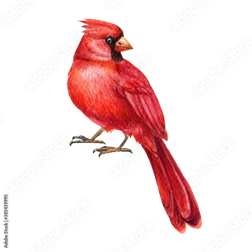 Red cardinal, watercolor bird illustration.