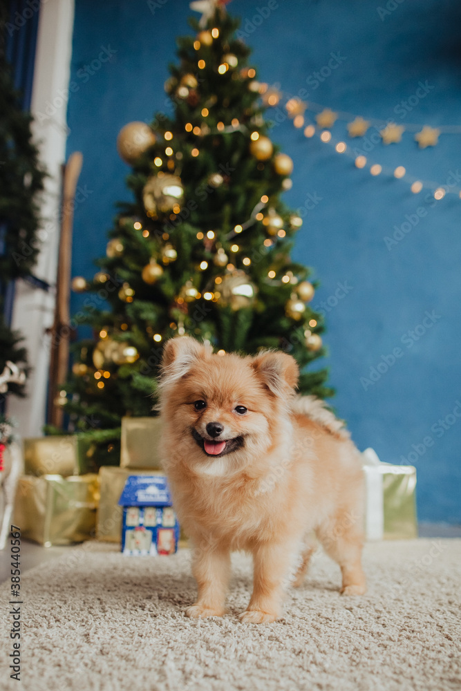 Small red dog on the background of a Christmas tree. Pomeranian poses at the Christmas tree. Red furry dog.