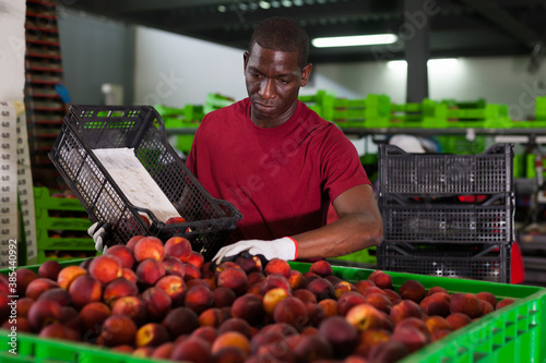 Nice African male warehouse worker loading fresh nectarines to large-size transportation container