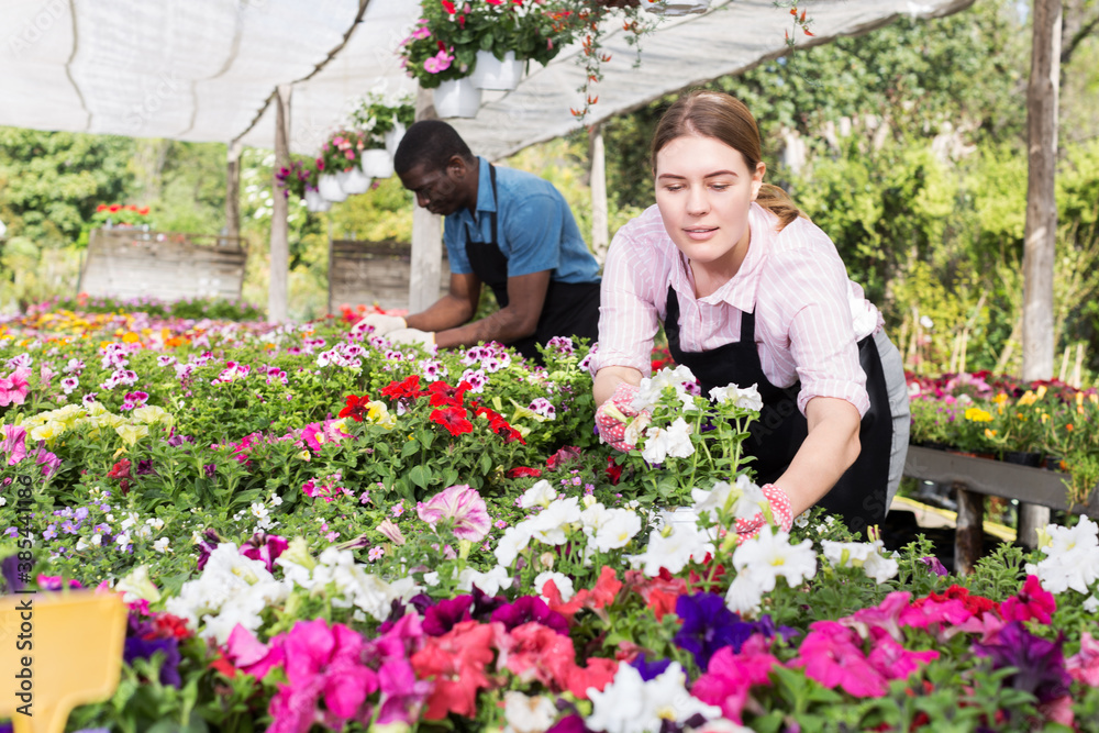 Successful young skilled florists working with flowers in greenhouse