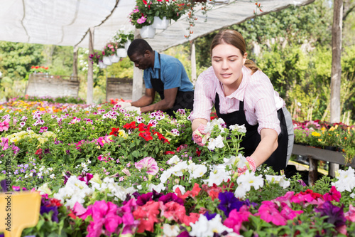 Successful young skilled florists working with flowers in greenhouse