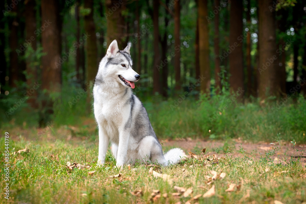 A young Siberian Husky female is sitting at the forest on the green grass. She has amber eyes, grey and white fur. A trail crossing the copse, and there are a lot of trees in the background.