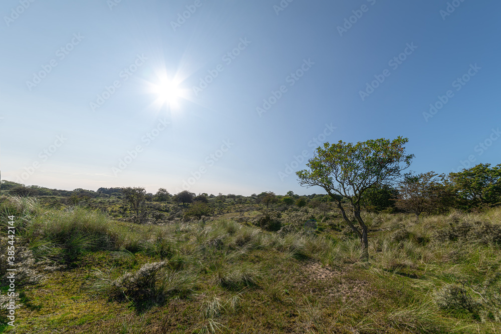 Tree growing on a rural dry bush and grassland with blue cloudless skyline landscape in South Holland, Leiden, NL