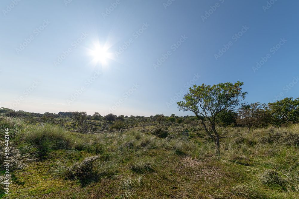 Tree growing on a rural dry bush and grassland with blue cloudless skyline landscape in South Holland, Leiden, NL Tree growing on a rural dry bush and grassland with blue cloudless skyline landscape in South Holland, Leiden, NL