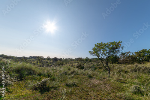 Tree growing on a rural dry bush and grassland with blue cloudless skyline landscape in South Holland, Leiden, NL