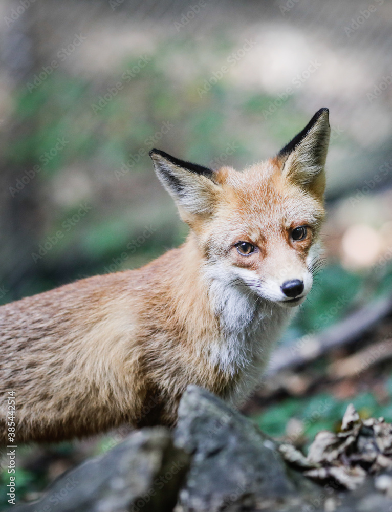 A red fox is walking close to hikers in a forest in Romania. Many foxes in the area stay near people to get food. Self-domestication of wild animals.