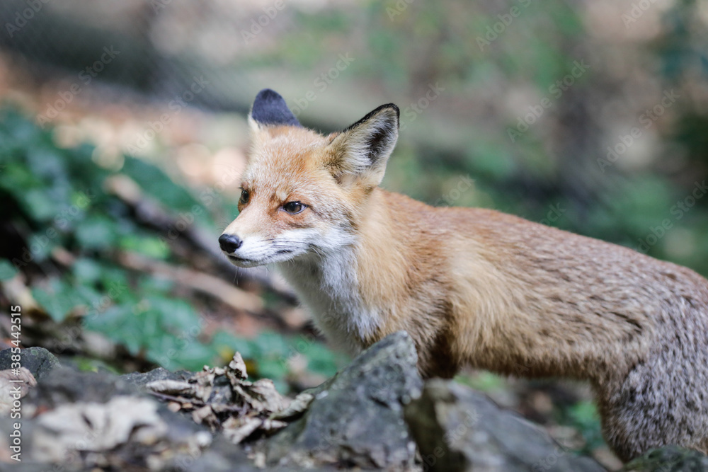 Fototapeta premium A red fox is walking close to hikers in a forest in Romania. Many foxes in the area stay near people to get food. Self-domestication of wild animals.