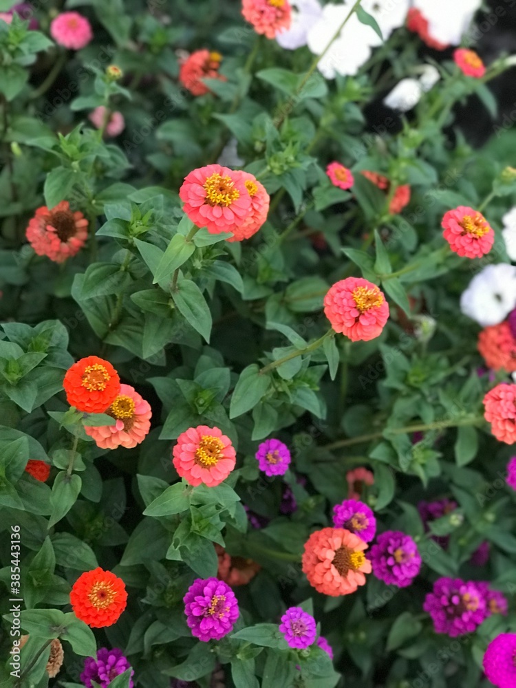 red and yellow flowers