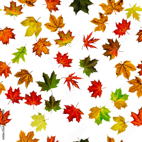 Maple leaf seamless pattern. Colorful maple foliage. Season leaves fall background. Autumn yellow red  orange leaf isolated on white.