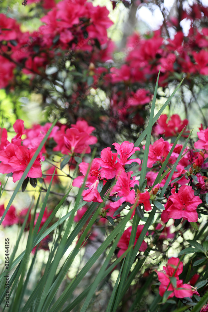 Beautiful display of bright pink Azelea flowers in a garden setting
