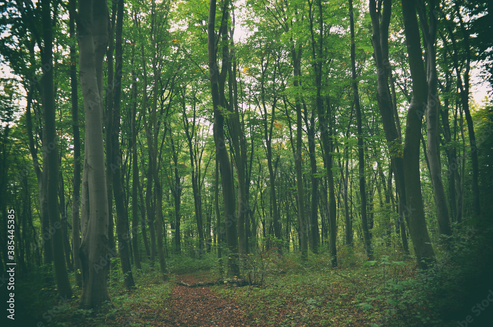 Fototapeta premium The road in the forest - mysterious landscape