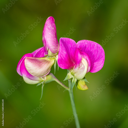 tuberous pea, tuberous vetchling, earthnut pea, aardaker or tine-tare (lathyrus tuberosus) flower photo