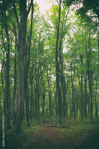 The road in the forest - mysterious landscape