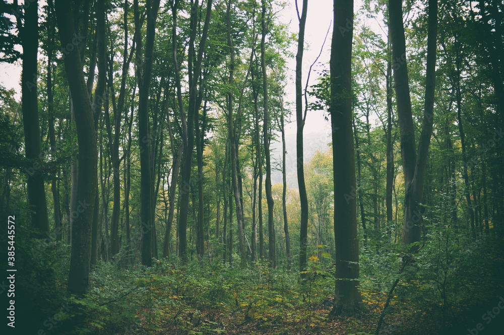 Obraz premium The road in the forest - mysterious landscape