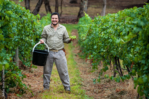 Fotografía Australian/Argentinian winemaker and viticulturist picks Chardonnay grapes at th
