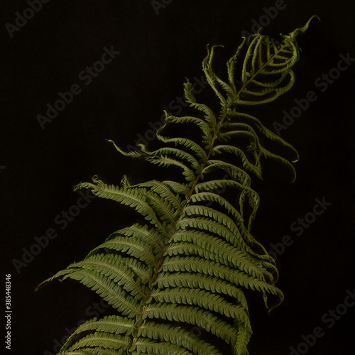 Autumn foliage on a black background